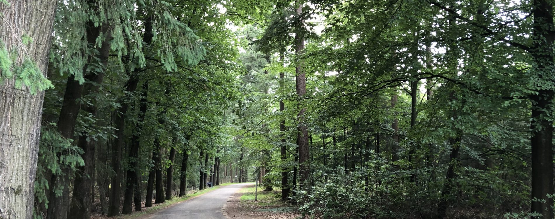 Culihoppen door de bossen